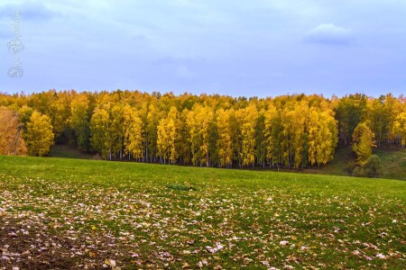 «Осенняя роща»
