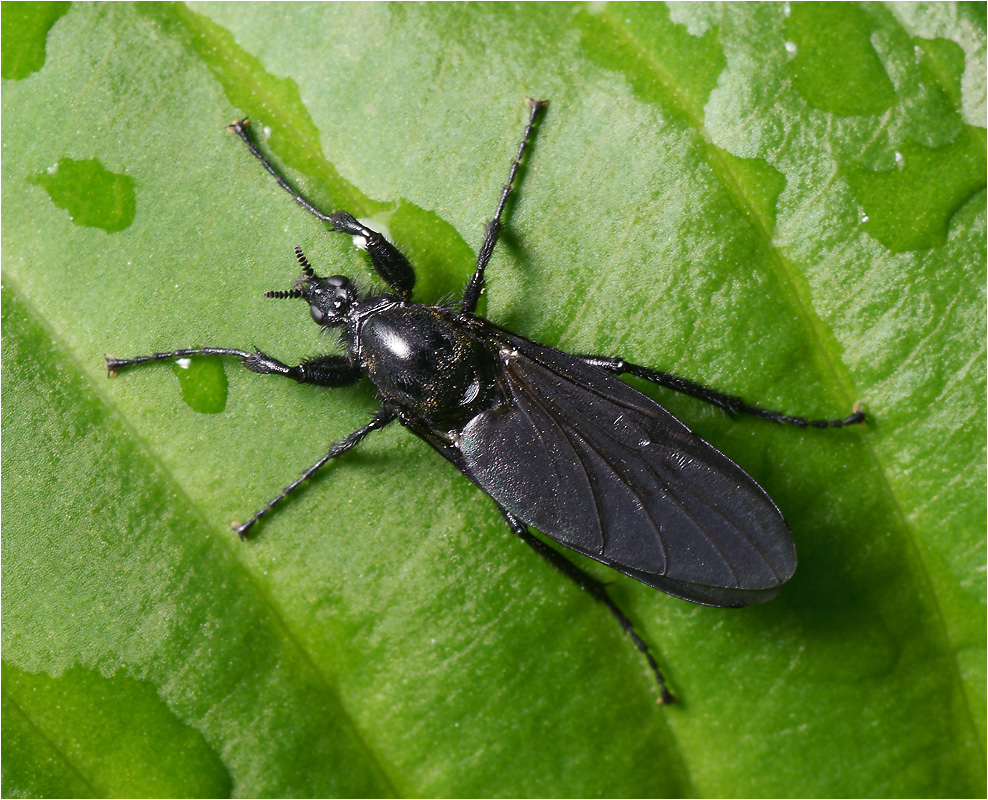 Bibionidae - Комар-толстоножка