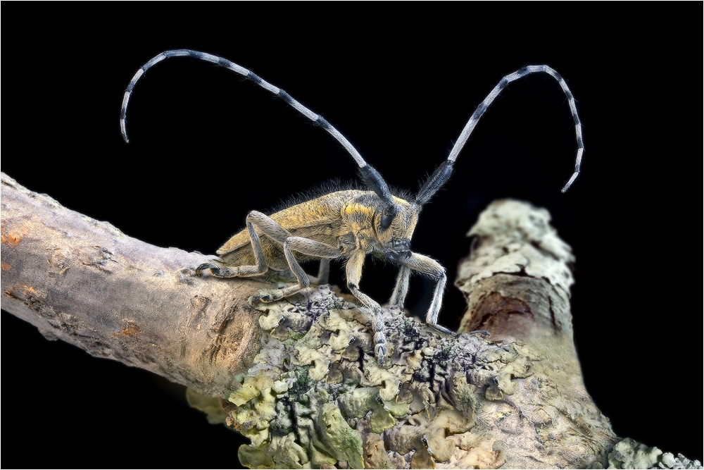 Усач стеблевой (Agapanthia villosoviridescens)