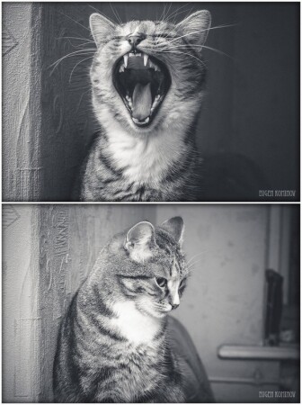 о соле, о соле миооооо!... не ту ноту взял, стыыыдноооо(