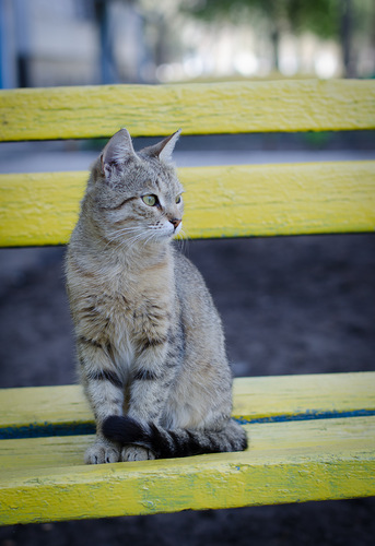 Кошка на скамеечке