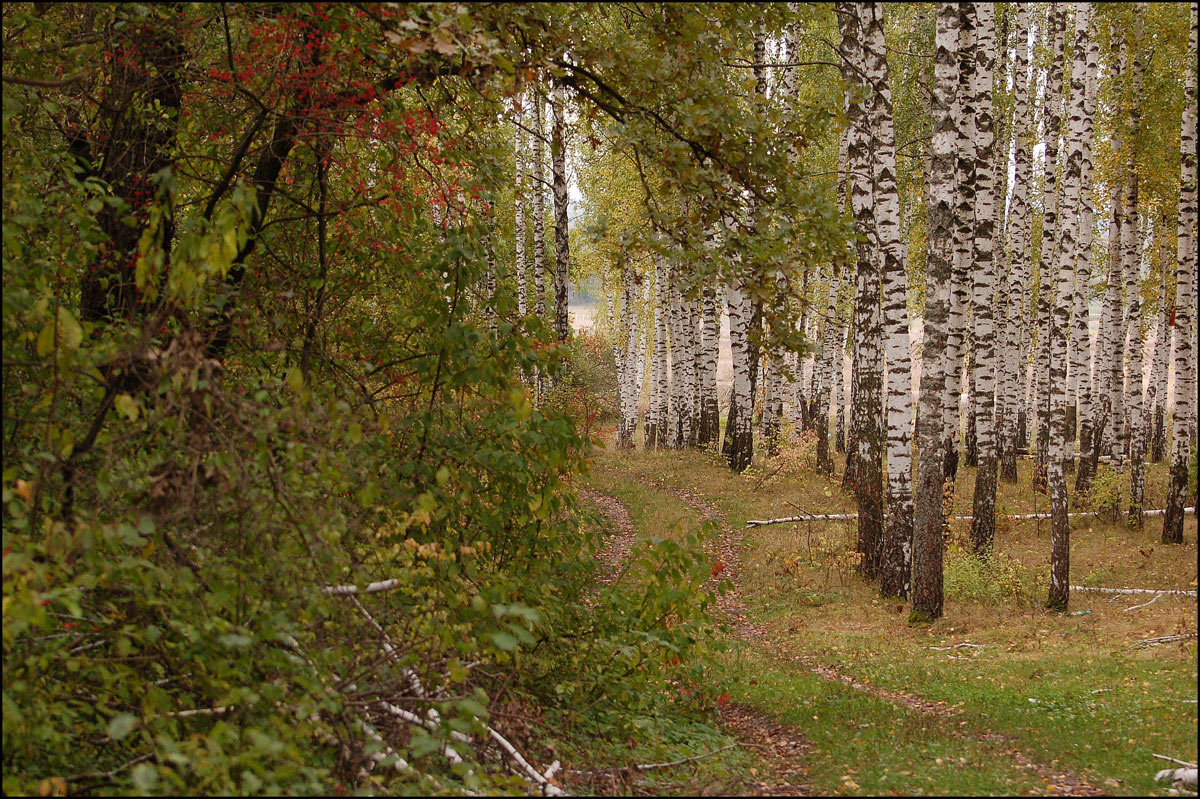 Сквозь осенний лес