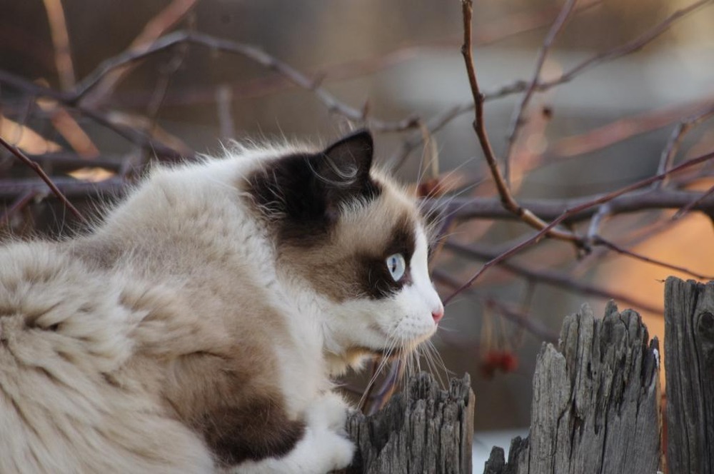 Кот Том