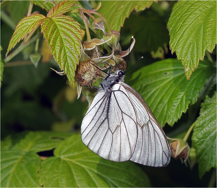 Aporia crataegi - Боярышница.