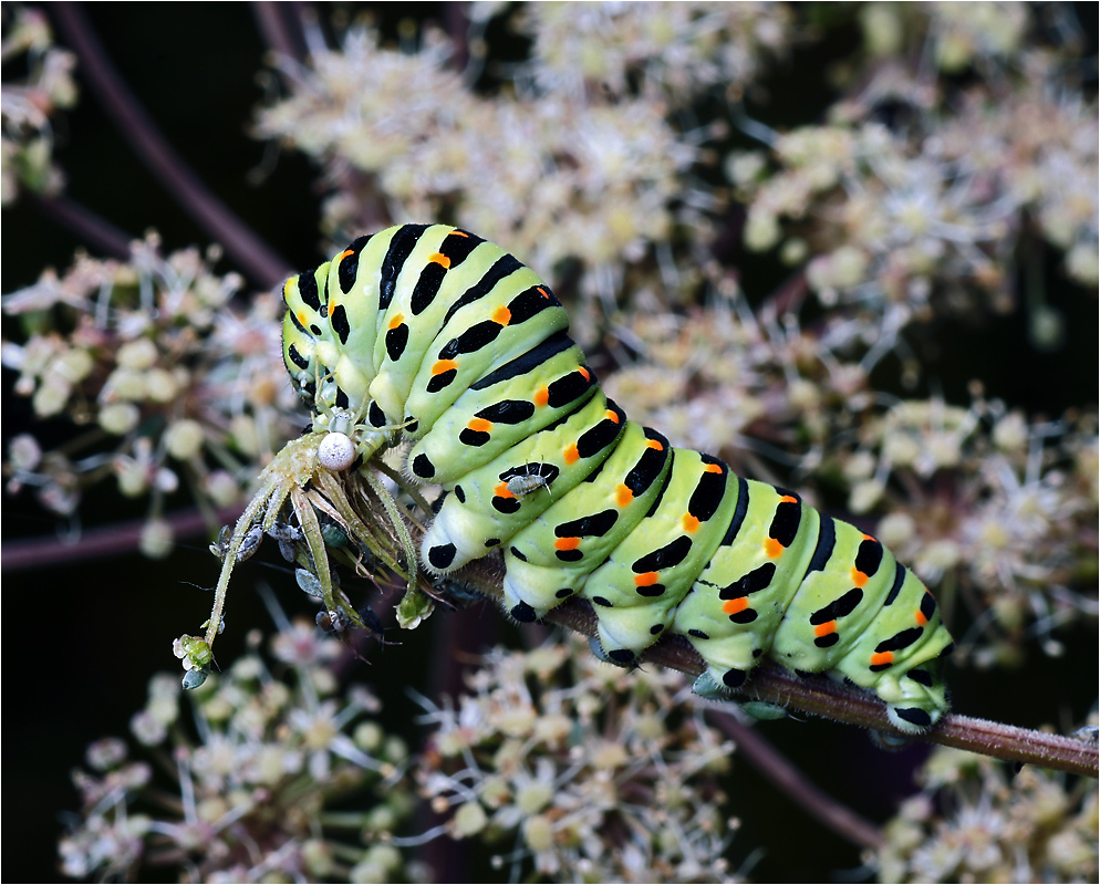 Papilio machaon - гусеница Махаона.