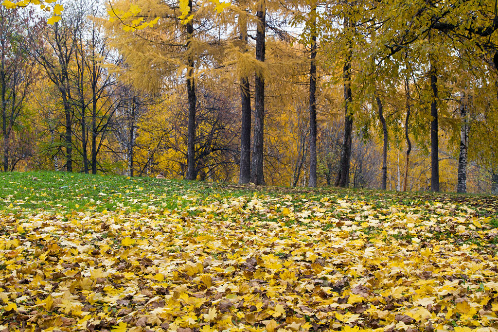 Золото осени