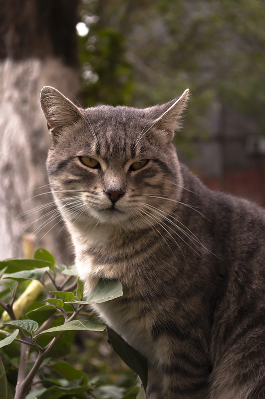 кот в цветочках