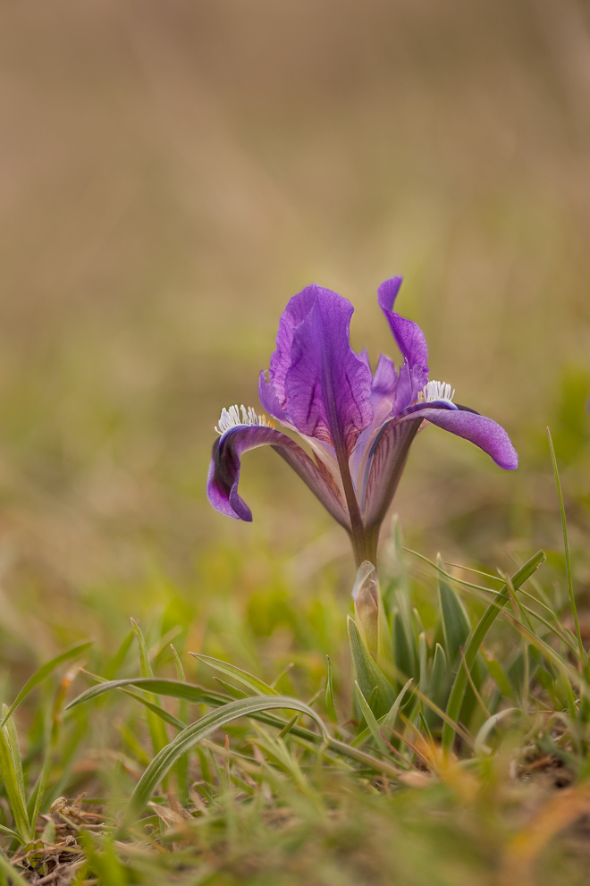 Iris pumila