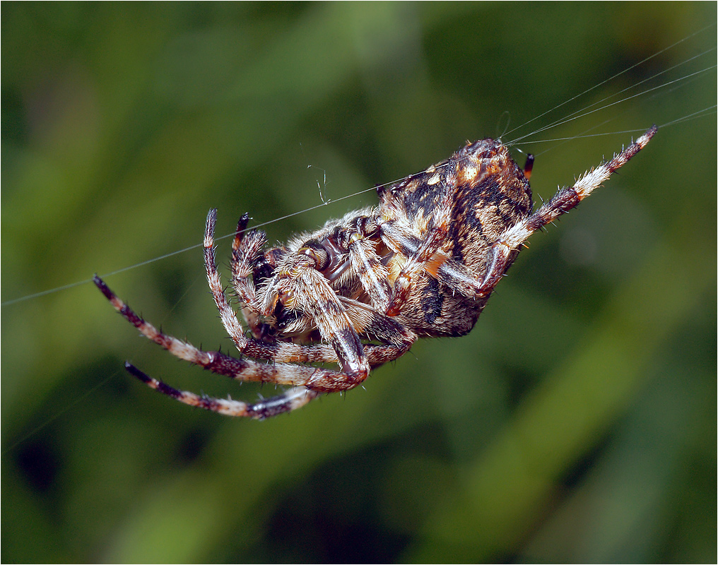 Araneus angulatus - Крестовик угловатый.