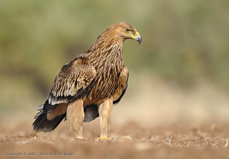 Portrait of Eastern Imperial Eagle