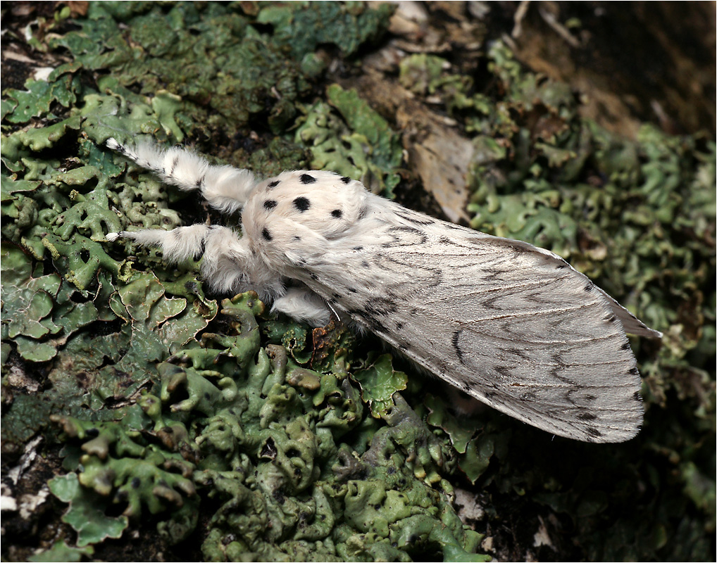 Cerura vinula - Гарпия большая.