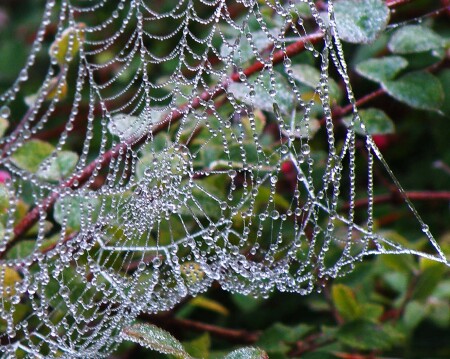 Ледяная паутина