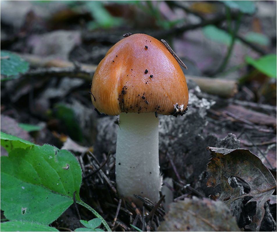 Поплавок желто-бурый (Amanita fulva)