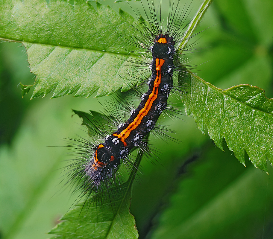 Euproctis similis - гусеница Желтогузка