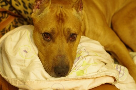 я не человек...