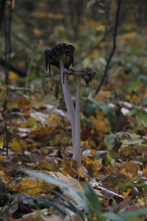 Красивые и опасные..