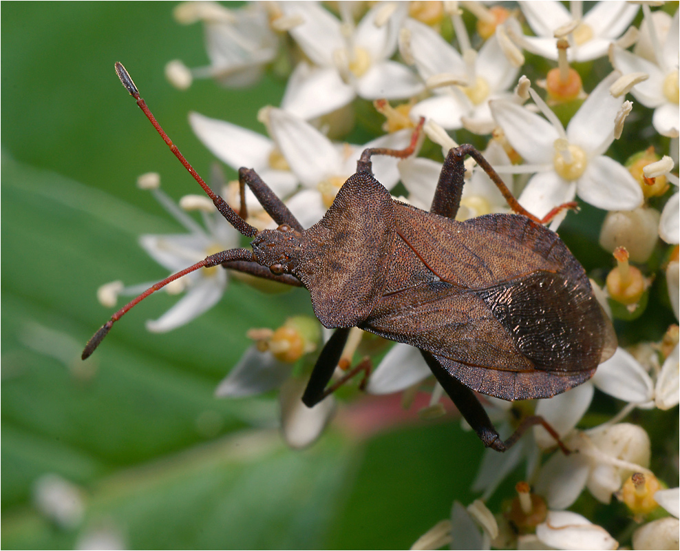 Coreus marginatus - Клоп щавелевый.