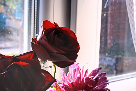 Дворовые цветы