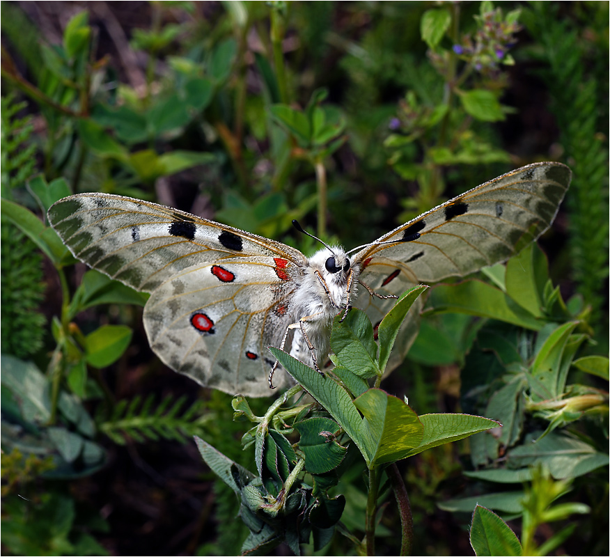 Parnassius apollo - Аполлон обыкновенный.