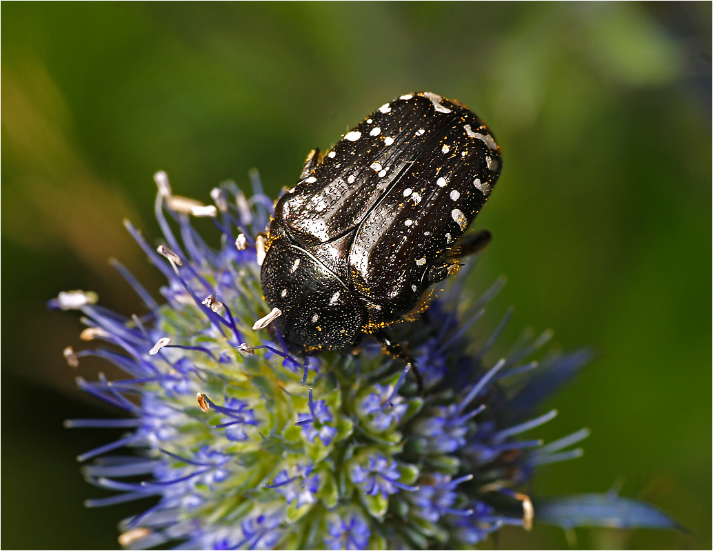 Oxythyrea funesta - Оленка вонючая.