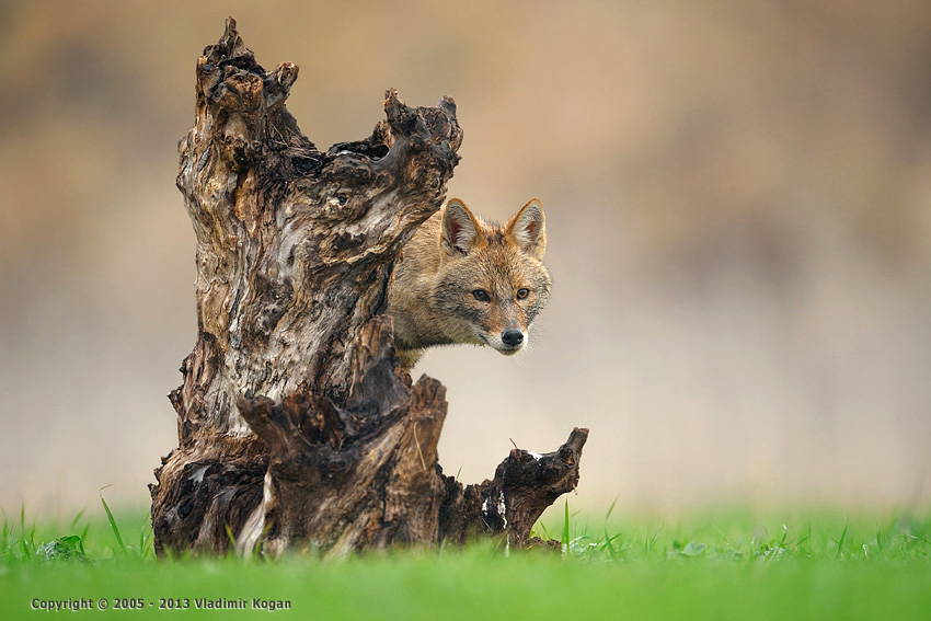 Portrait of Golden Jackal