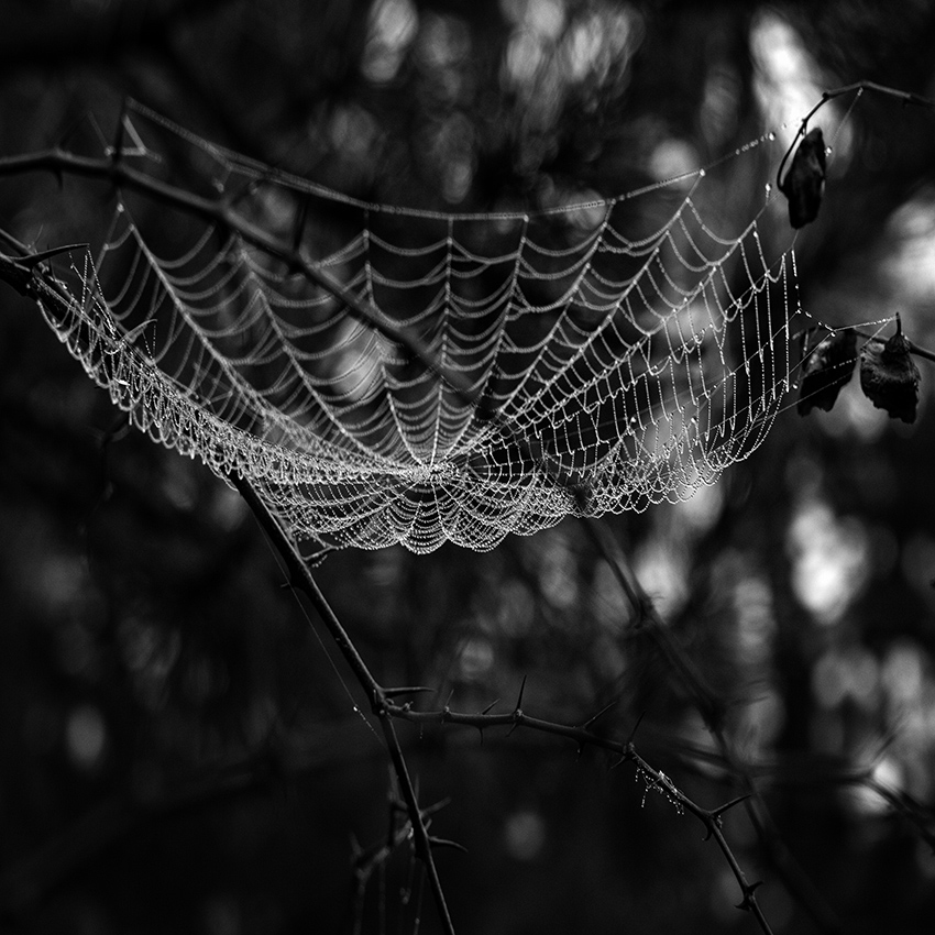 The Web