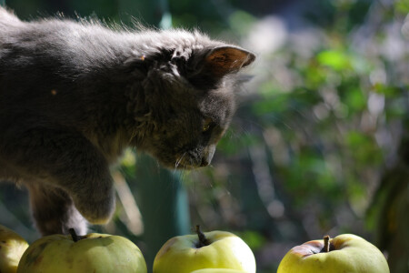 Сама по себе
