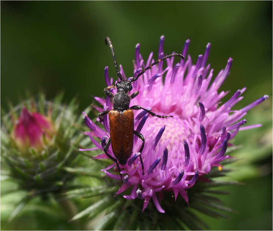 Stictoleptura maculicornis - жук-усач