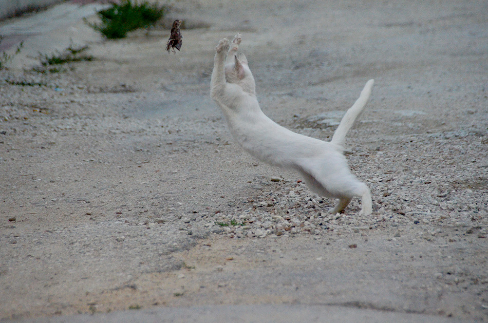 street dance