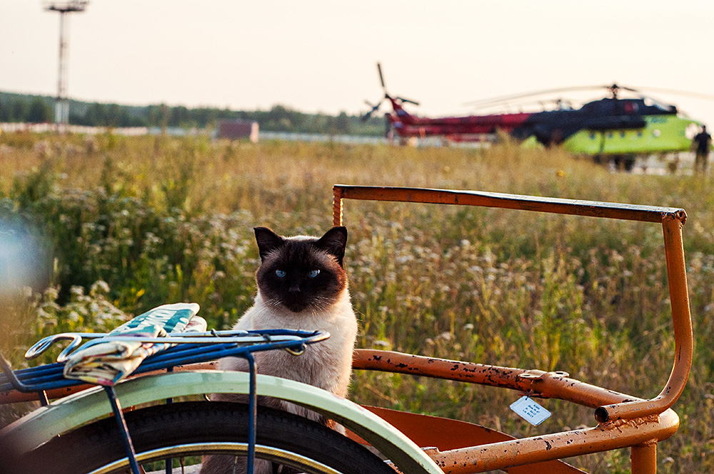 Котэ ждет свой рейс