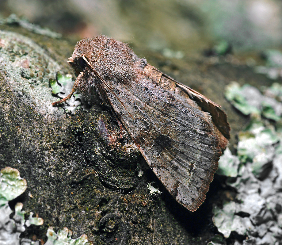 Orthosia incerta - Совка сомнительная.