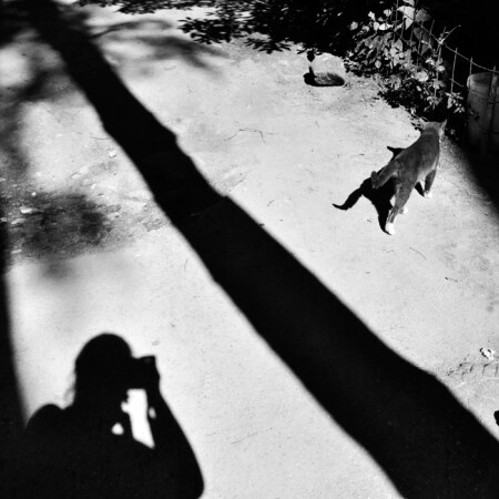 Котофотоохота