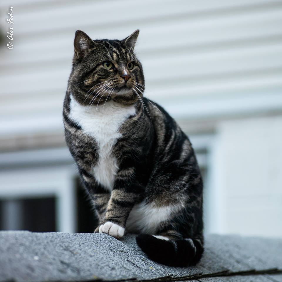 Котафото