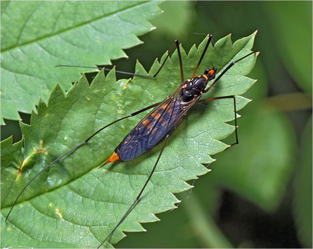 Nephrotoma crocata - Догоножка кольчатая.