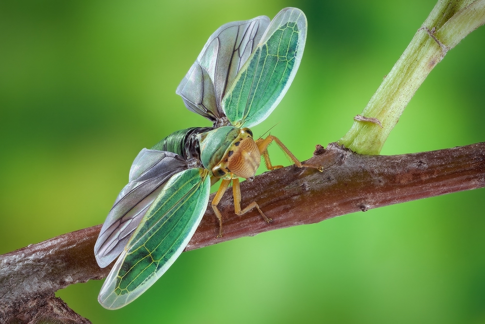 Цикада зеленая. Цикада зеленая цикадка зеленая. Cicadella viridis - цикадка зеленая. Цикада фонарница. Цикадка-бабочка японская Ricania japonica.