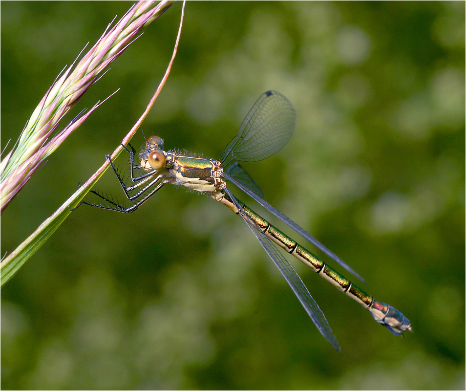 Lestes dryas - Лютка-дриада