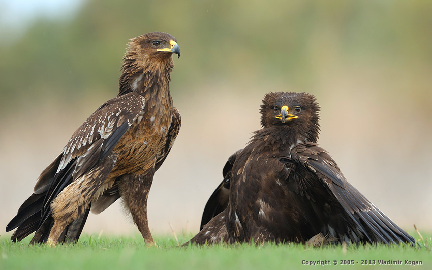 Greater Spotted Eagle