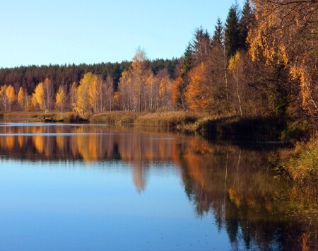 Лесное озеро