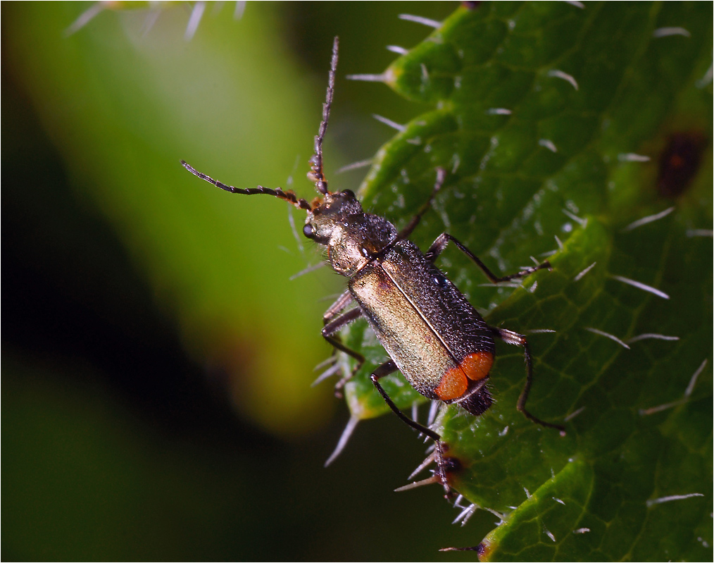 Malachius bipustulatus - Малашка двупятнистая.