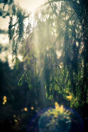 В лучах солнца