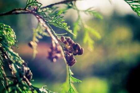 В лучах солнца 2