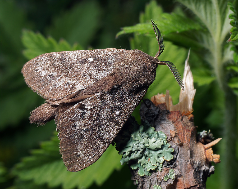 Dendrolimus pini - Коконопряд сосновый.