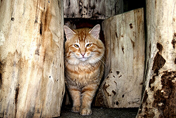 &amp;quot;древесный кот&amp;quot;