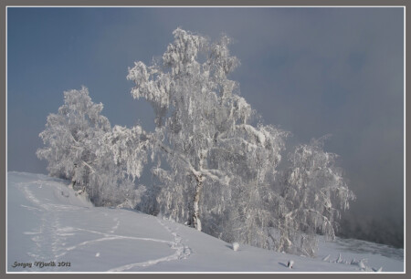 Зимняя красавица