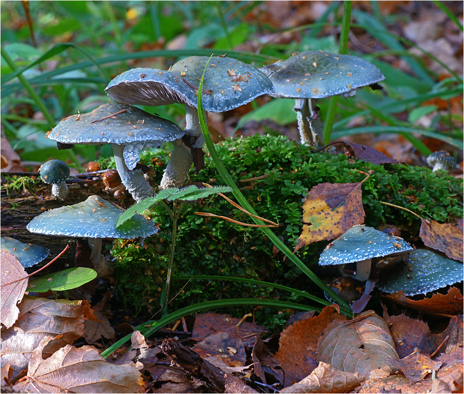 Stropharia aeruginosa - Строфариясине-зеленая.