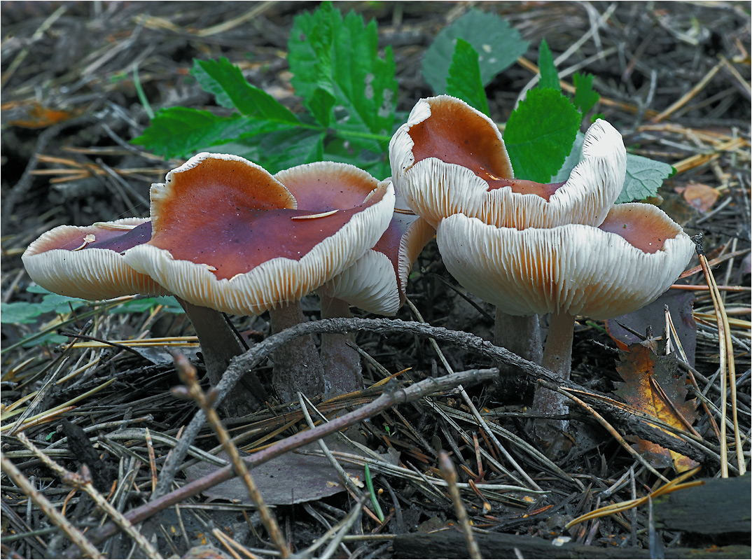 Collybia butyracea Коллибия каштановая