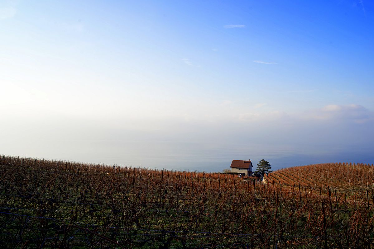 Le Daley - Le Chaney, Lavaux, Suisse