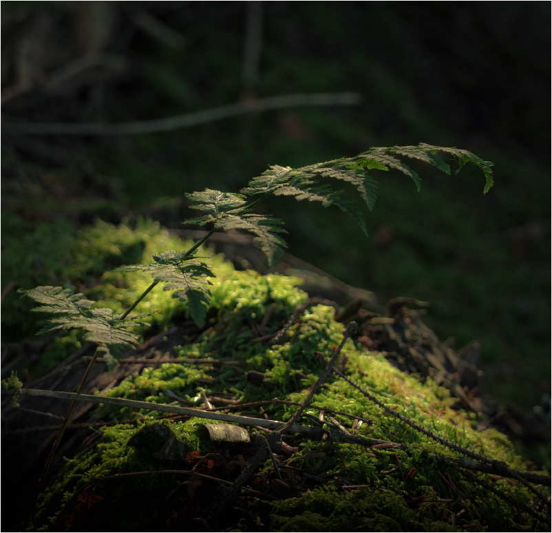 ...lonely fern...