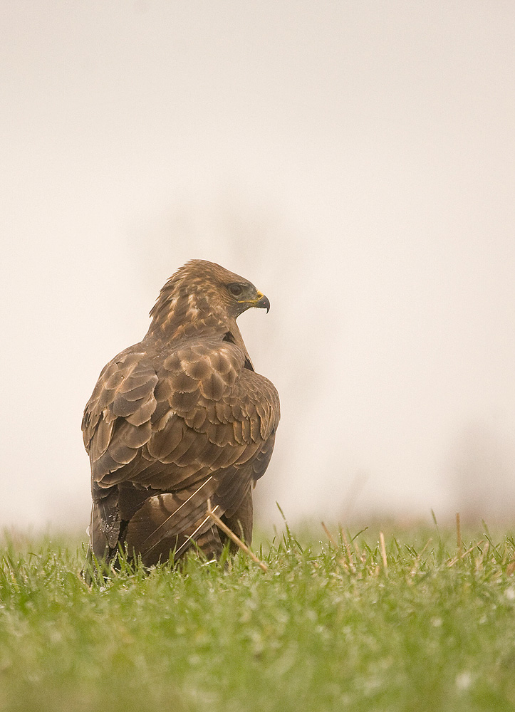 Buteo-Buteo