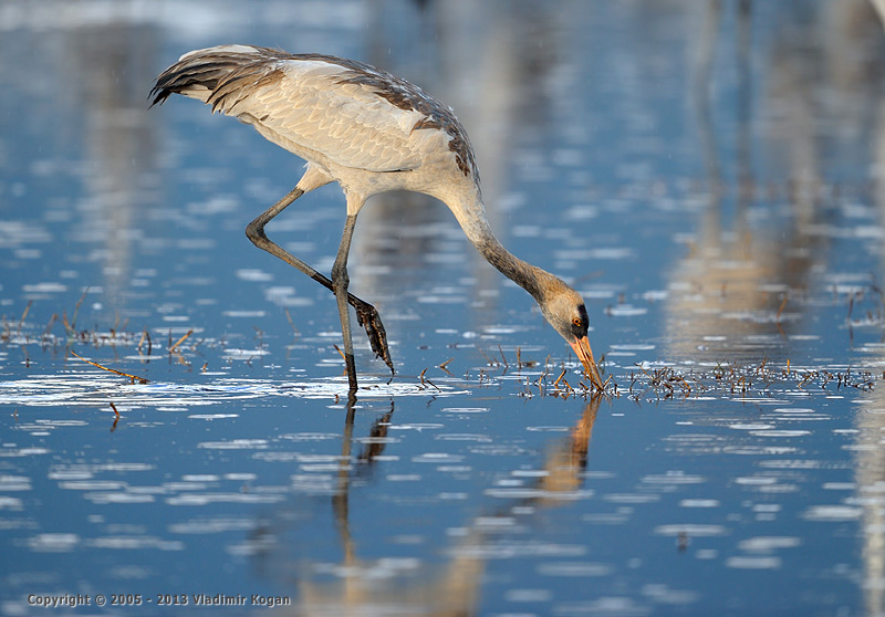 Common Crane